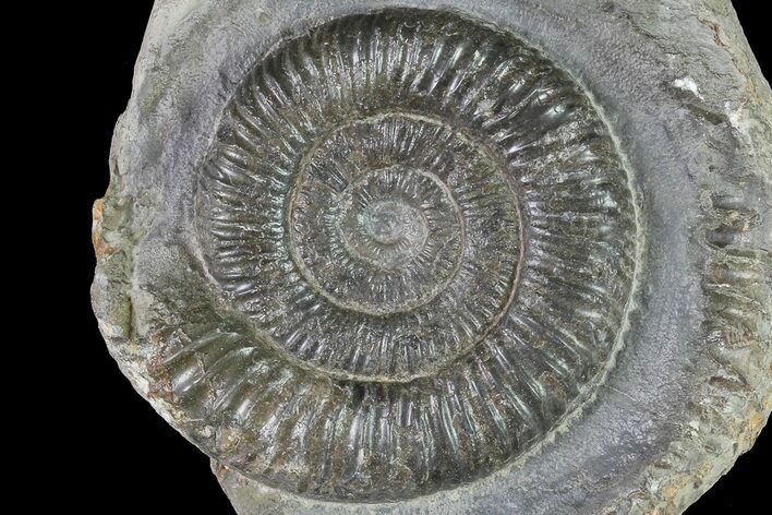Dactylioceras Ammonite Fossil - England #84921